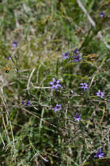Sisyrinchium platense