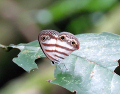Euptychia jesia