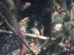 Hypoedaleus guttatus