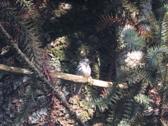 Hypoedaleus guttatus
