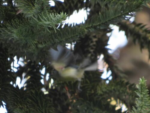Creamy-bellied Gnatcatcher (Polioptila lactea), photo 4