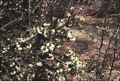 Acrothamnus maccraei