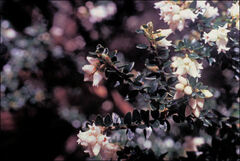 Acrothamnus maccraei