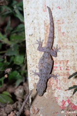 Hemidactylus frenatus