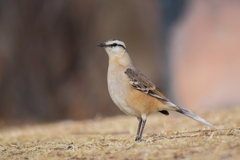 Mimus saturninus