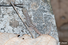 Hemidactylus frenatus