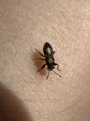 Phlegyas abbreviatus