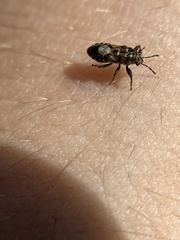 Phlegyas abbreviatus