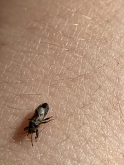 Phlegyas abbreviatus