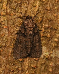 Acronicta tristis