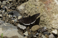 Erynnis tristis tatius