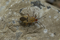 Dysdercus bimaculatus