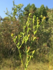 Hypericum denticulatum
