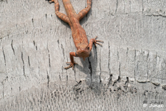 Calotes versicolor