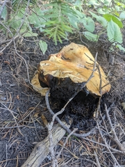 Boletus edulis grandedulis