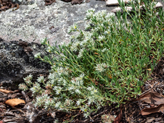 Paronychia argyrocoma