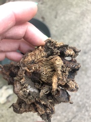 Fungi