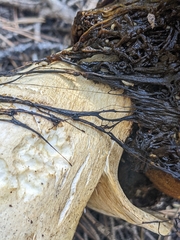 Boletus edulis grandedulis