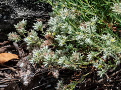 Paronychia argyrocoma