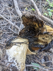 Boletus edulis grandedulis