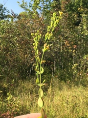 Hypericum denticulatum