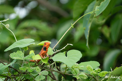 Calotes versicolor