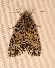 Acronicta heitzmani
