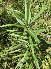 Asclepias curassavica