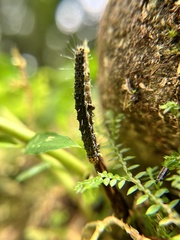 Hypena trigonalis
