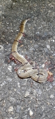 Oligodon ornatus