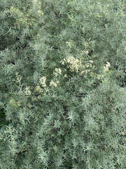 Clematis brevicaudata