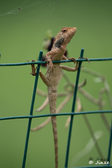 Calotes versicolor