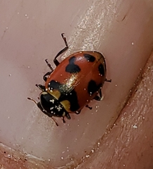 Hippodamia oregonensis