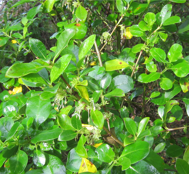 Coprosma macrocarpa minor from Motuarohia, Far North District ...