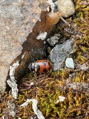 Hippodamia oregonensis