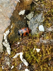 Hippodamia oregonensis