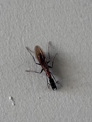 Camponotus mirabilis
