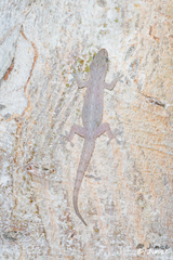 Hemidactylus frenatus
