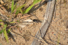 Cicindela punctulata punctulata