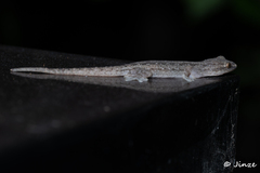 Hemidactylus