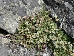 Paronychia argyrocoma