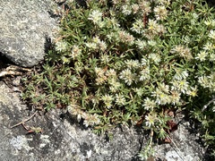 Paronychia argyrocoma