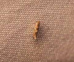 Macrosaccus robiniella