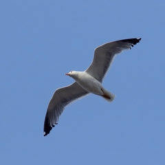 Larus michahellis