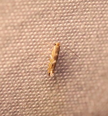Macrosaccus robiniella
