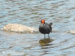 Gallinula chloropus