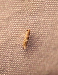 Macrosaccus robiniella