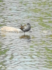 Gallinula chloropus