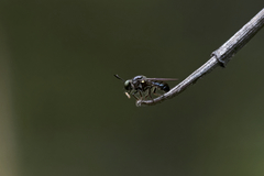 Cerotainia