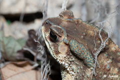 Duttaphrynus melanostictus